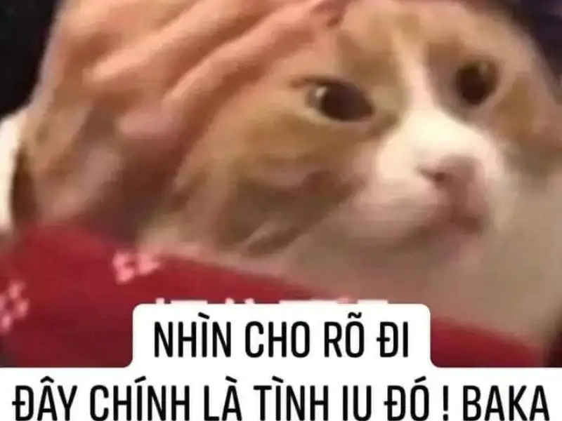 Tổng hợp meme tình yêu cute, dễ thương cho các cặp đôi