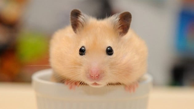 99+ Hình Ảnh Chuột Hamster Cute, Dễ Thương Nhất