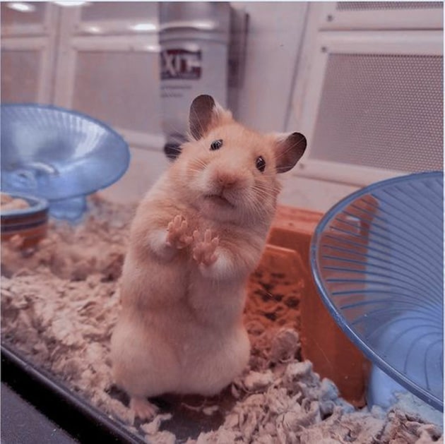 99+ Hình Ảnh Chuột Hamster Cute, Dễ Thương Nhất