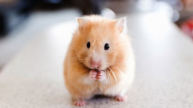 99+ Hình Ảnh Chuột Hamster Cute, Dễ Thương Nhất