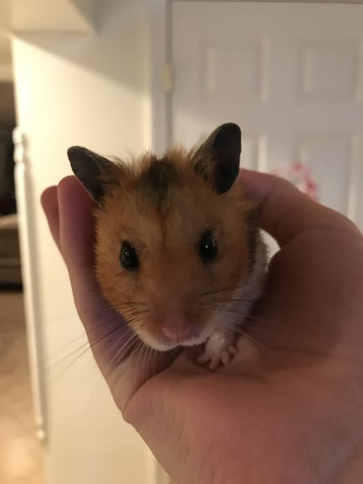 Bức tranh chuột Hamster xinh đẹp - Hình nền siêu dễ thương