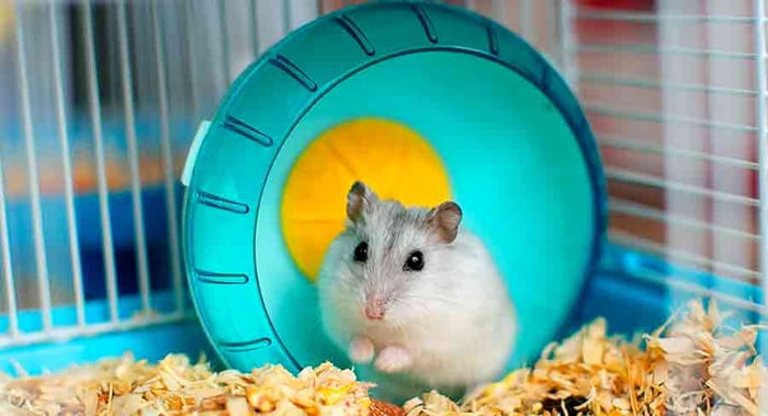 Bức tranh chuột Hamster xinh đẹp - Hình nền siêu dễ thương