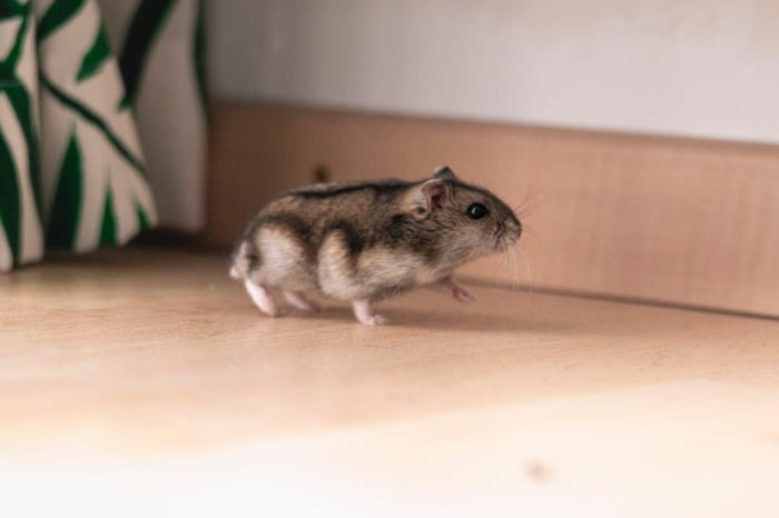 Bức tranh chuột Hamster xinh đẹp - Hình nền siêu dễ thương