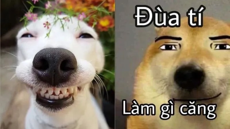 100+ ảnh meme hài hước, vui nhộn “trend” nhất hiện nay