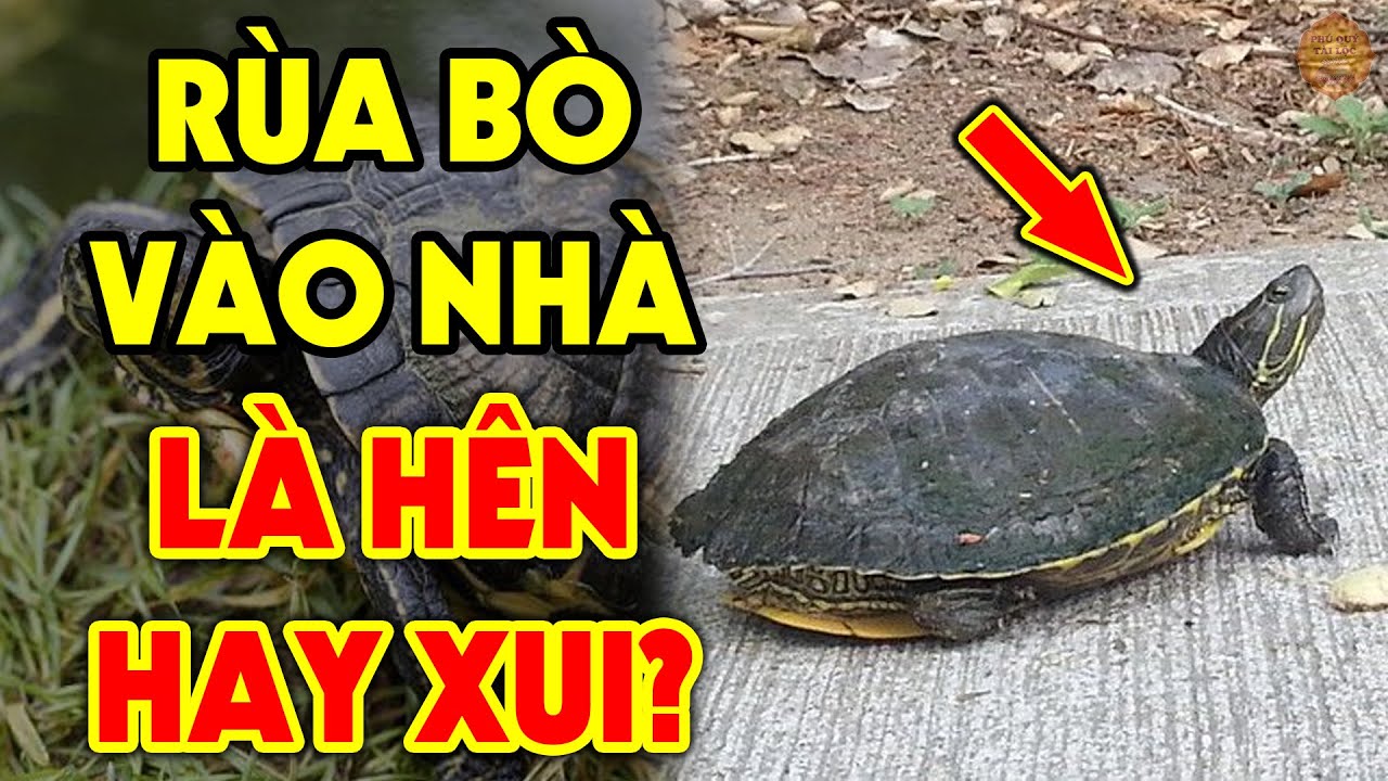 Nằm Mơ Thấy Rùa Bò Vào Nhà: Điềm Báo May Mắn Hay Cảnh Báo? Giải Mã & Tìm Hiểu Con Số Bí Ẩn