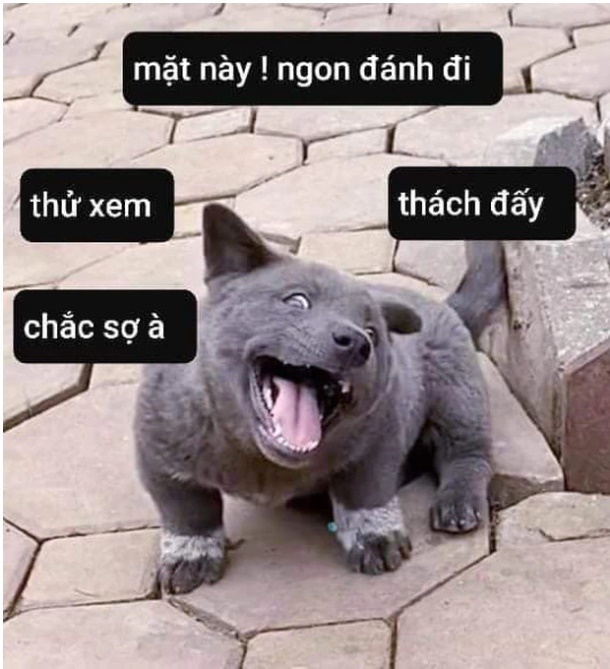 Meme Chó Cười: Hành Trình Đến Thiên Đàng Hài Hước