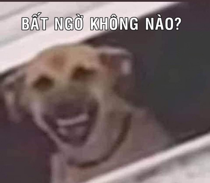 Meme Chó Cười: Hành Trình Đến Thiên Đàng Hài Hước